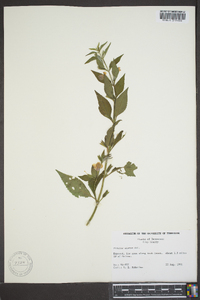 Mimulus alatus image