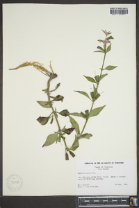 Mimulus alatus image