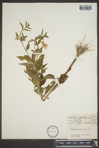 Mimulus alatus image