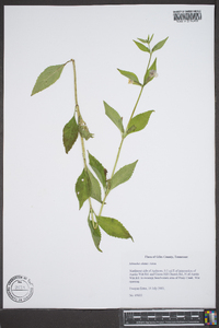 Mimulus alatus image