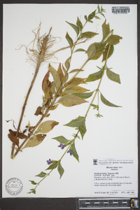 Mimulus alatus image