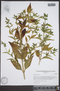 Mimulus alatus image