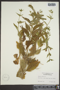 Mimulus alatus image