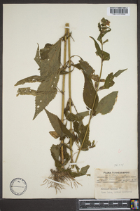 Mimulus alatus image