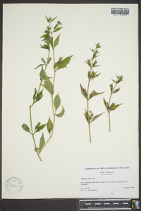 Mimulus alatus image