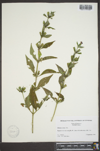 Mimulus alatus image