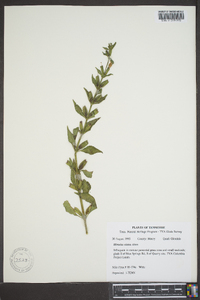 Mimulus alatus image