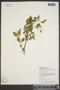 Mimulus alatus image