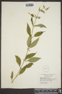 Mimulus alatus image