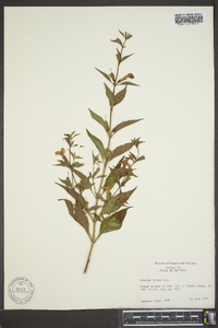 Mimulus alatus image