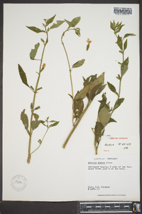 Mimulus alatus image