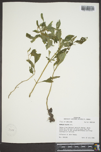 Mimulus alatus image