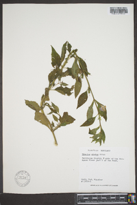 Mimulus alatus image