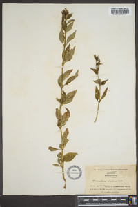 Mimulus alatus image