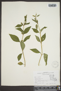 Mimulus alatus image