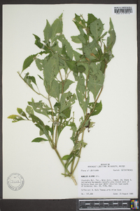 Mimulus alatus image