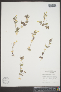 Erythranthe moschata image