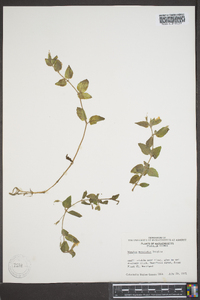 Erythranthe moschata image