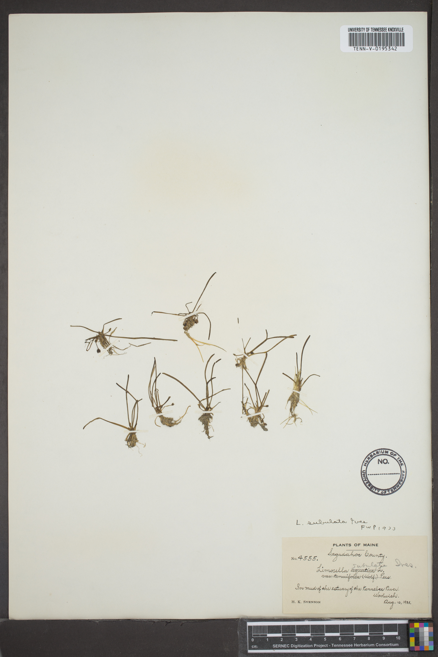 Limosella subulata image