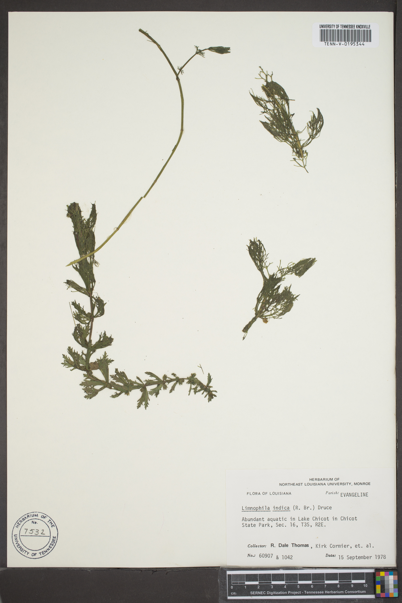 Limnophila indica image