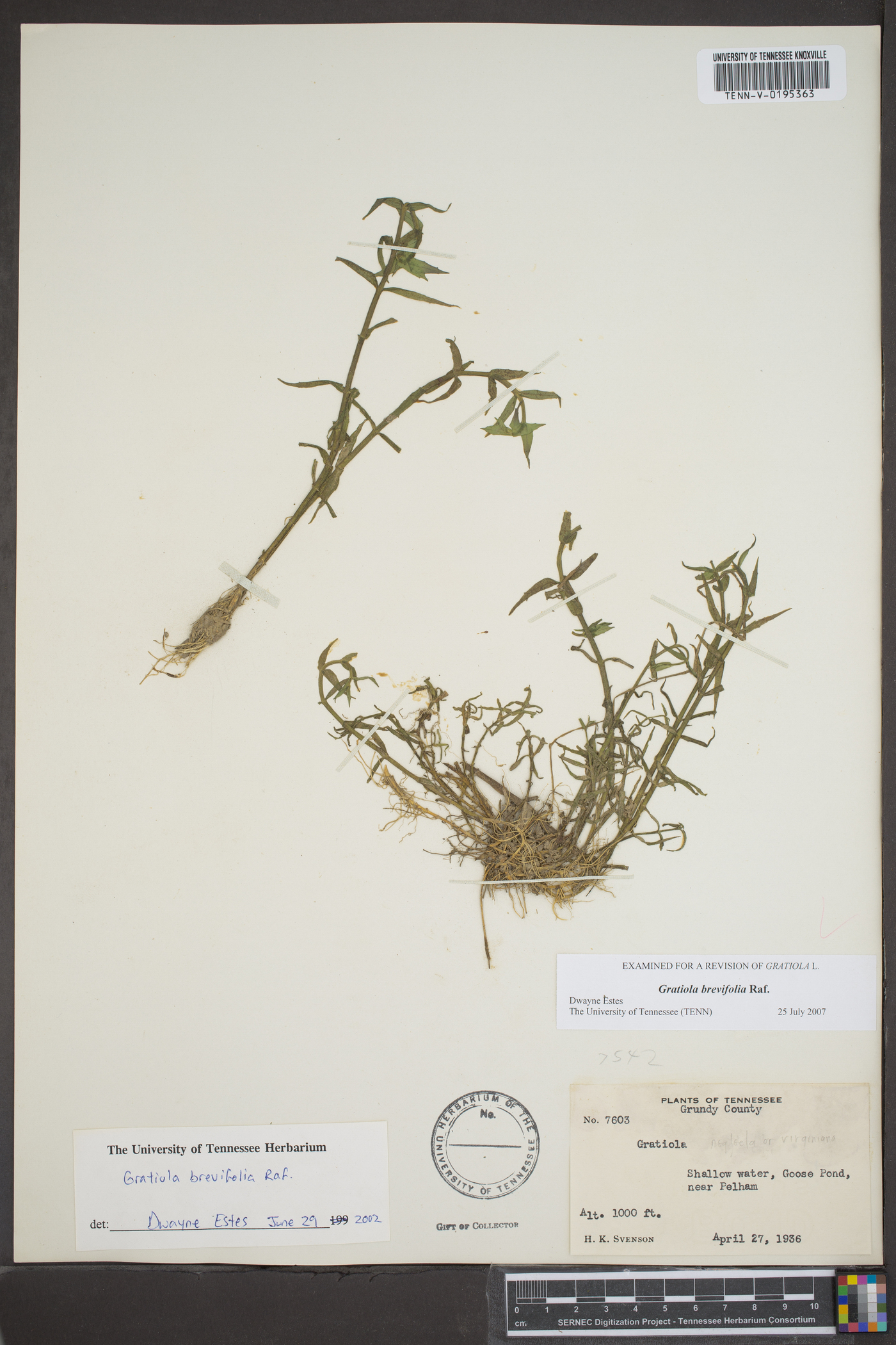 Gratiola brevifolia image
