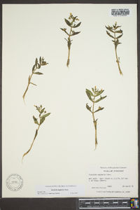 Gratiola neglecta image