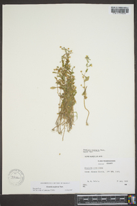 Gratiola neglecta image