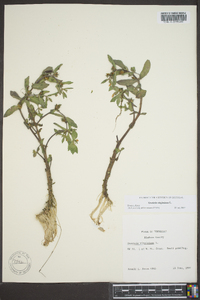 Gratiola virginiana image