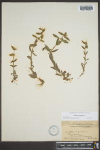 Gratiola virginiana image