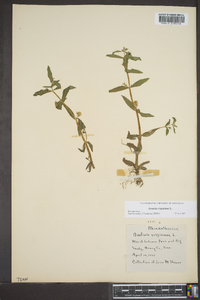 Gratiola virginiana image