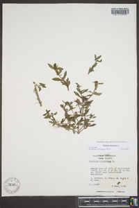 Gratiola virginiana image