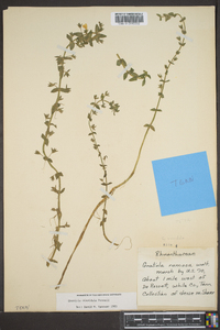 Gratiola viscidula image