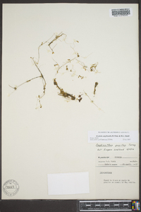 Gratiola amphiantha image