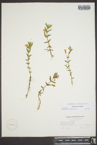 Gratiola aurea image