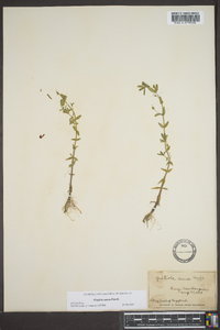 Gratiola aurea image