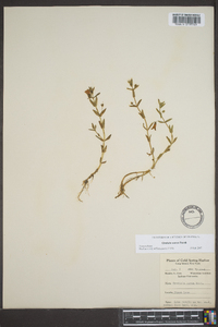 Gratiola aurea image