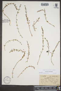 Gratiola brevifolia image