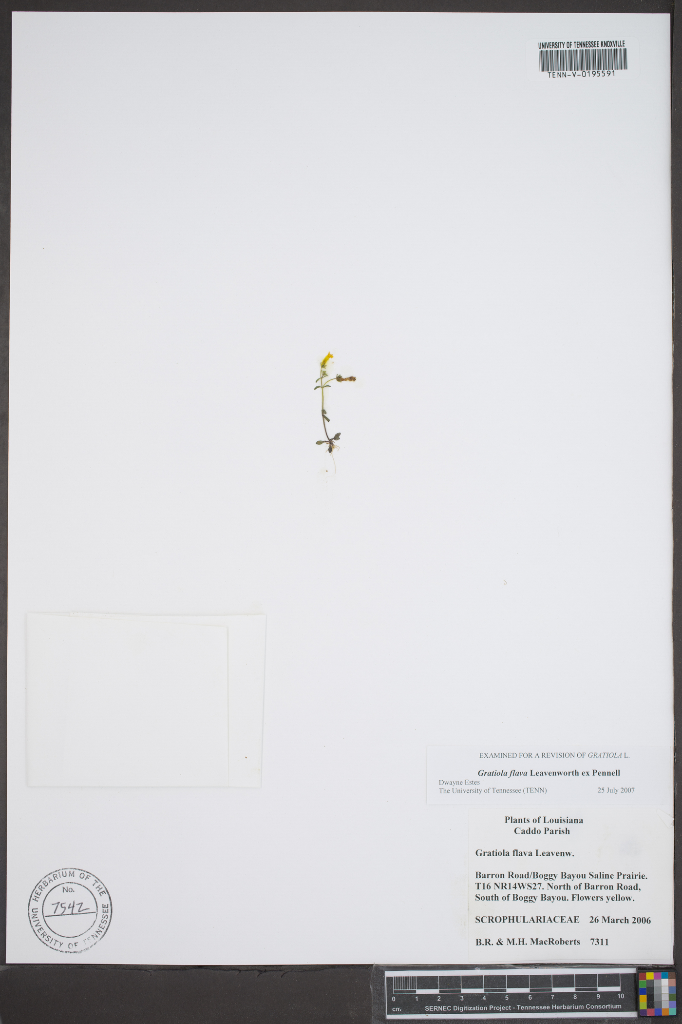 Gratiola flava image