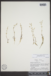 Gratiola graniticola image