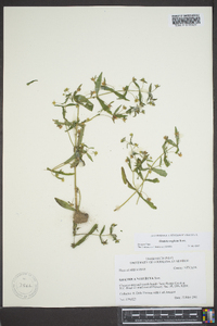 Gratiola neglecta image