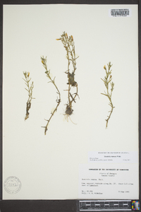 Gratiola ramosa image