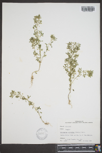 Leucospora multifida image