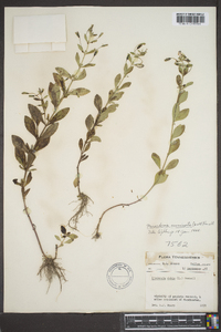 Mecardonia acuminata image
