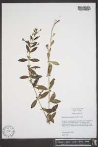Mecardonia acuminata image