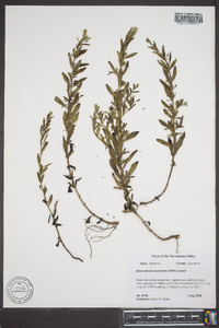 Mecardonia acuminata image