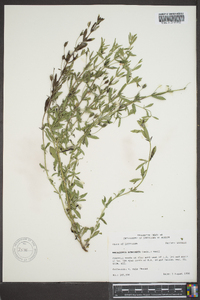 Mecardonia acuminata image