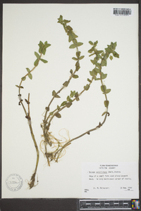 Bacopa caroliniana image