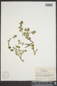 Bacopa rotundifolia image