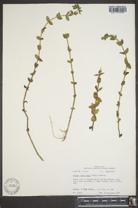 Bacopa caroliniana image