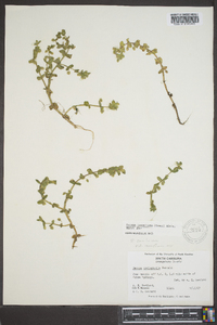 Bacopa innominata image